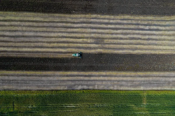 Harvester verzamelt een gewas in een veld naast een groen veld met maïs. Oekraïne. Luchtfoto. — Stockfoto