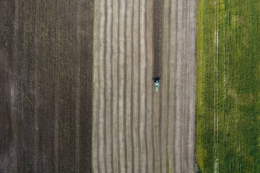 Harvester harvests a crop in a field next to a green field with corn. Ukraine. Aerial view. clipart