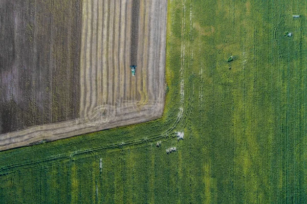 Récolteuse récolte une récolte dans un champ à côté d'un champ vert avec du maïs. Ukraine. Vue aérienne . — Photo