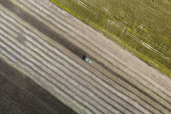 Harvester harvests a crop in a field next to a green field with corn. Ukraine. Aerial view.