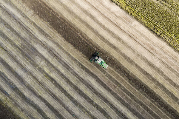 Harvester harvests a crop in a field next to a green field with corn. Ukraine. Aerial view.