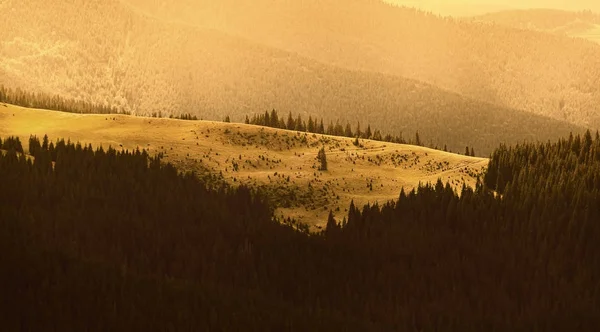 Východ slunce v Karpatských horách. Jehličnatých lesů a zelený okraj — Stock fotografie