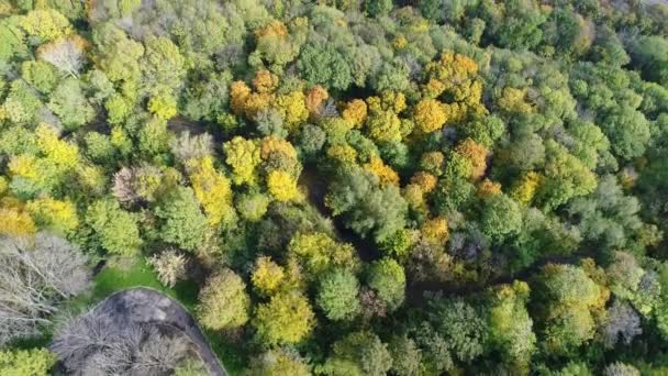 Widok z lotu ptaka wideo kilka równoległych dróg w środku strefie parku jesienią — Wideo stockowe