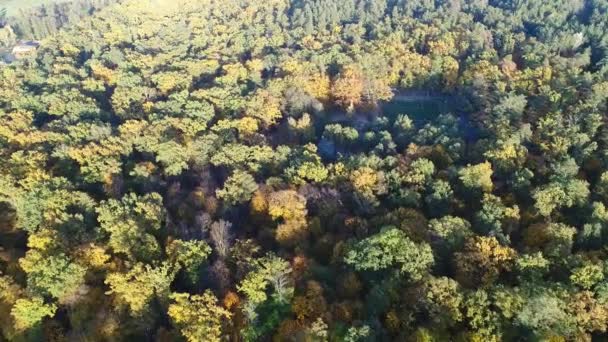 Aerial view video of orange top of trees in a park in autumn — Stock Video