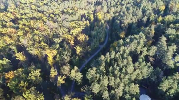 Aerial view video of orange top of trees in a park in autumn — Stock Video