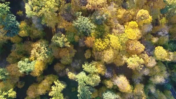 Vídeo de visão aérea de topo laranja de árvores em uma floresta no outono — Vídeo de Stock