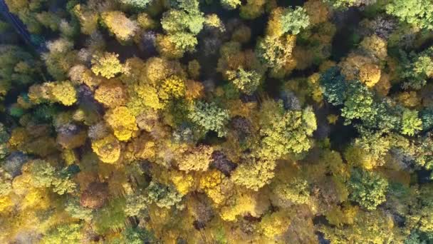 Vista aérea de vídeo de la parte superior naranja de los árboles en un bosque en otoño — Vídeos de Stock