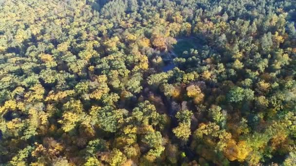 Vista aérea de vídeo de la parte superior naranja de los árboles en un parque en otoño — Vídeo de stock