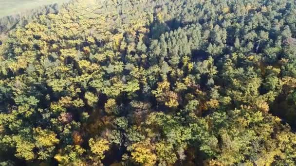 Widok z lotu ptaka wideo z najlepszych pomarańczowy drzew w parku w jesieni — Wideo stockowe