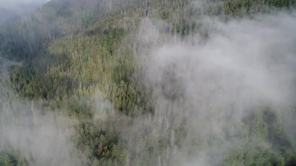 Survoler les hautes montagnes avec une forêt de pins dans de beaux nuages. Vue aérienne 