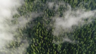 Çam ormanı içinde güzel bulutlar ile yüksek Dağların üzerinden uçan. Havadan görünümü