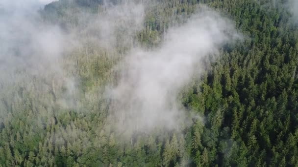 Survoler les hautes montagnes avec une forêt de pins dans de beaux nuages. Vue aérienne 