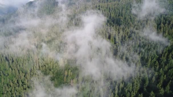 Survoler les hautes montagnes avec une forêt de pins dans de beaux nuages. Vue aérienne 