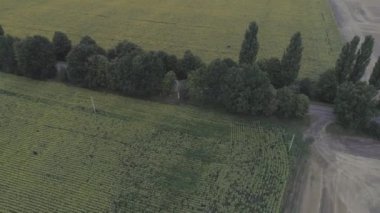 Ayçiçeği ile alanının havadan görünümü