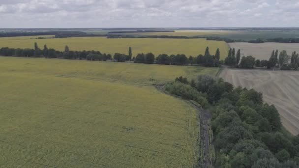 Vista aérea del campo con girasoles — Vídeos de Stock