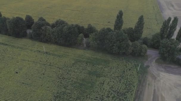 Vue aérienne du champ avec tournesols 