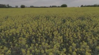 Mavi gökyüzüne karşı tarımsal alan sarı çiçek açan ile tecavüz.