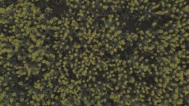 Agricultural field with blooming yellow rape, against the blue sky. — Stock Video