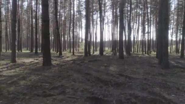 Низкий полет на вертолете через стволы деревьев в сосновом лесу . — стоковое видео