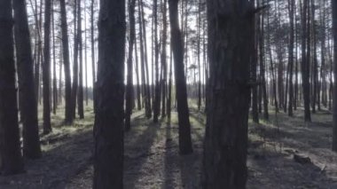 Düşük bir çam ormanı içinde ağaç gövdeleri ile helikopter uçuş.
