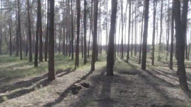 Düşük bir çam ormanı içinde ağaç gövdeleri ile helikopter uçuş.