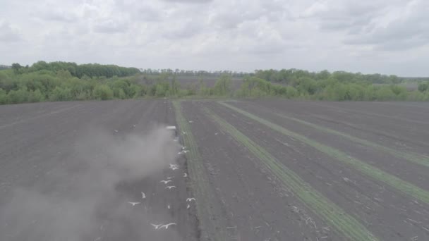 Veduta aerea delle corse trattore attraverso il campo e materozze piantine — Video Stock