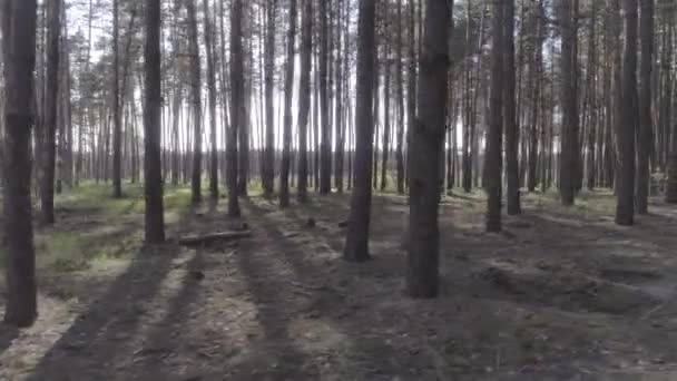 Vuelo bajo en el helicóptero a través de troncos de árboles en un bosque de pinos . — Vídeos de Stock