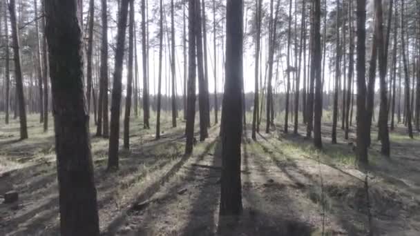 Низкий полет на вертолете через стволы деревьев в сосновом лесу . — стоковое видео