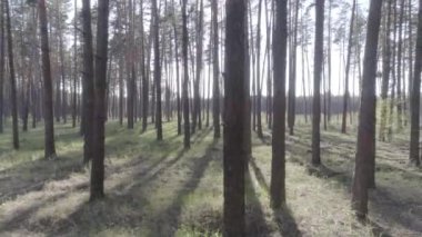 Düşük bir çam ormanı içinde ağaç gövdeleri ile helikopter uçuş.