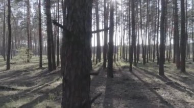 Düşük bir çam ormanı içinde ağaç gövdeleri ile helikopter uçuş.