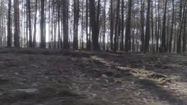 Düşük bir çam ormanı içinde ağaç gövdeleri ile helikopter uçuş.