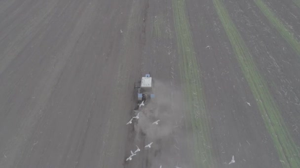 Aerial view of the tractor rides across the field and sprues seedlings — Stock Video