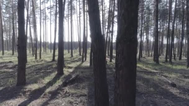 Alacsony repülés a helikopter segítségével a fatörzsek, egy fenyves erdőben. — Stock videók