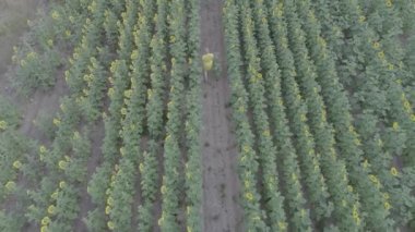 Genç bir hamile kadının havadan görünümü çiçek açan ayçiçeği alanıyla size yürür.