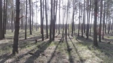Düşük bir çam ormanı içinde ağaç gövdeleri ile helikopter uçuş.