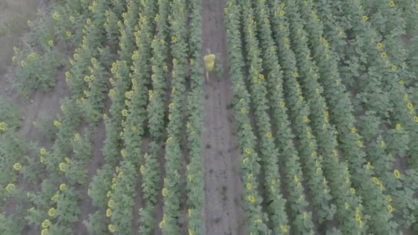 Aerial view of a young pregnant woman walks through the field with blooming sunflowers. — Stock Video