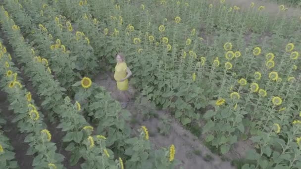 Vista aerea di una giovane donna incinta cammina attraverso il campo con girasoli in fiore . — Video Stock