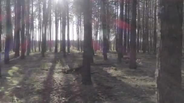 Düşük bir çam ormanı içinde ağaç gövdeleri ile helikopter uçuş. — Stok video