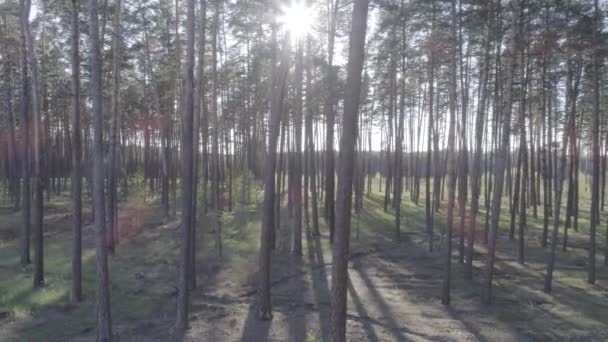 Vol à basse altitude sur le Copter à travers des troncs d'arbres dans une forêt de pins . — Video