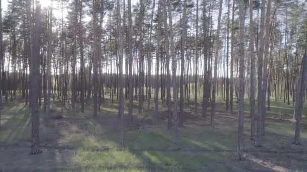 Vuelo bajo en el helicóptero a través de troncos de árboles en un bosque de pinos con un suave ascenso de la cámara hacia arriba . — Vídeos de Stock