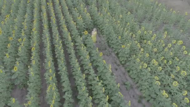 Aerial view of a young pregnant woman walks through the field with blooming sunflowers. — Stock Video