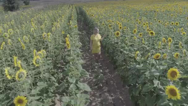 Aerial view of a young pregnant woman walks through the field with blooming sunflowers. — Stock Video