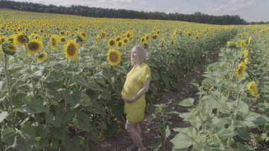 Genç bir hamile kadının havadan görünümü çiçek açan ayçiçeği alanıyla size yürür.