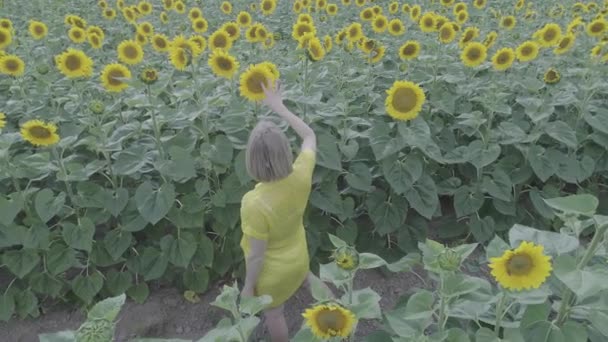 Luchtfoto van een jonge zwangere vrouw loopt door het gebied met bloeiende zonnebloemen. — Stockvideo