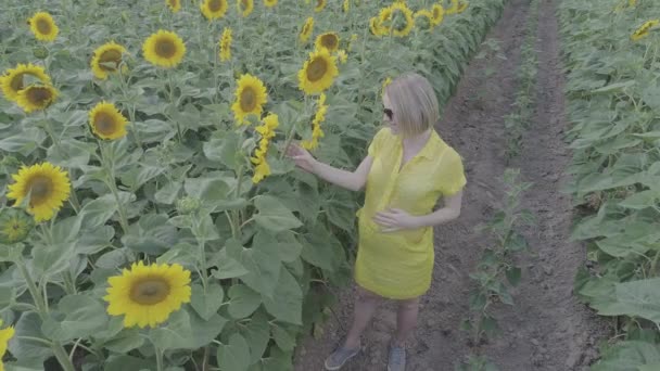 Aerial view of a young pregnant woman walks through the field with blooming sunflowers. — Stock Video