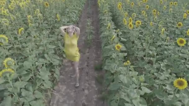 Повітряний вигляд молодої вагітної жінки проходить через поле з квітучими соняшниками . — стокове відео