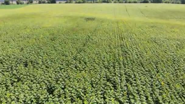 Vista aérea del campo con girasoles jóvenes en la mañana temprano en el clima soleado en verano — Vídeo de stock