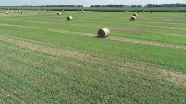 Luftaufnahme eines grün-orangen Feldes mit runden Strohgarben aus Heu. 4k-Video — Stockvideo