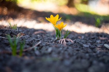Kroküs çiçeği koyu bir zemin üzerinde