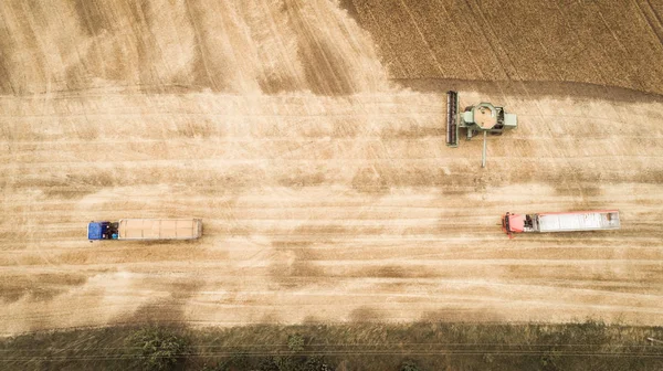 Воздушный обзор комбайна выгружает зерно из зернового отсека в грузовик. Один грузовик уехал, а другой подъехал, чтобы получить зерно пшеницы. . — стоковое фото